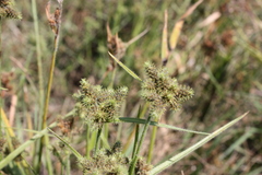 Fuirena ciliaris